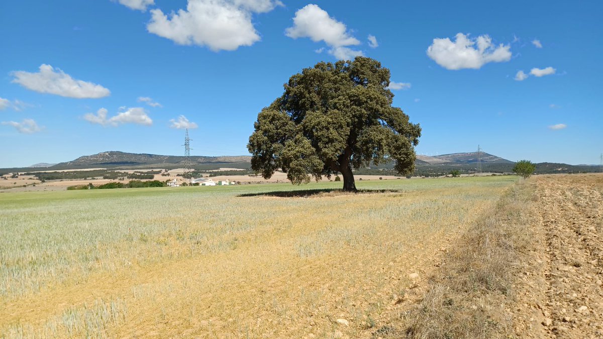 Estas tierras de Casas de Madrona, de gran biodiversidad, bien  conservadas, de pastoreo, y perfectas para producir cereales y otros frutos, junto el humedal de La Laguna de San Benito, pretenden llenarlas de placas solares y su infraestructura de evacuación.
No lo permitiremos.