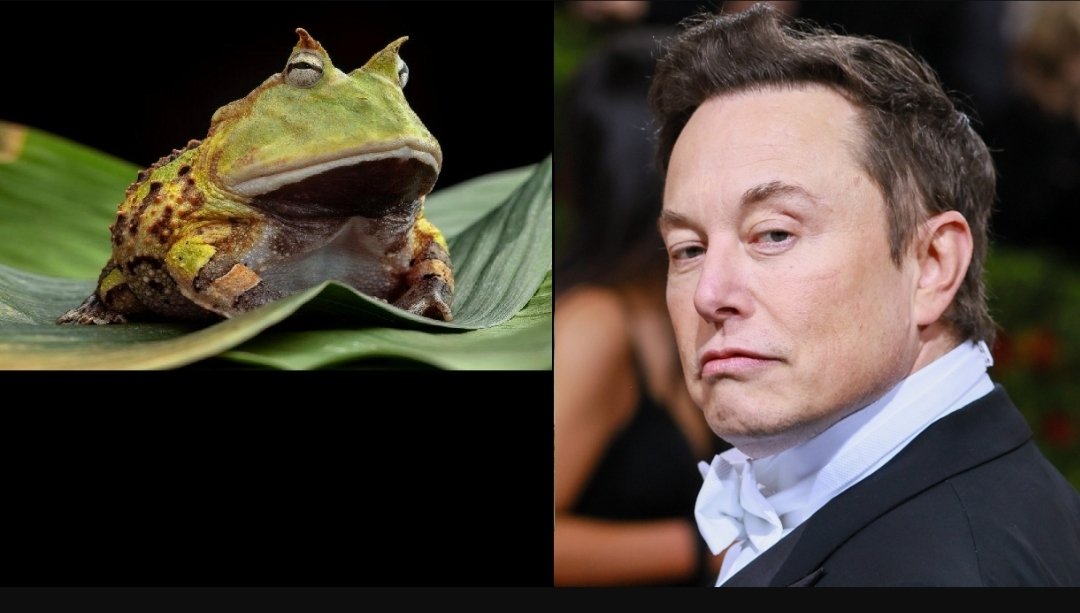 SolETHIOCrypto's tweet photo. @_pepebsc 
SAW THIS PEPE ON BSC IT REMINDS ME OF @elonmusk
100MILL COMING 

@AIDoge2022 #OKXChain     @acostiofficial  @binance 
#CryptocurrencyNews #MetaverseNFT
@MEXC_Global @CoinMarketCap @babydoge https://t.co/AWn39HSvYb