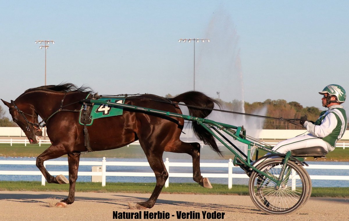 hoosiernations's tweet photo. #OTD 2010 Natural Herbie (Here Comes Herbie/Ljanearl) foaled
$1,000,000 + in earnings
3x ISS Champion
2014 Vincennes Invitations https://t.co/doKba8bpRK
2014 International Trot Preview in WR 2:24.4 for 1 1/4 mile https://t.co/GN5bxb6ddi
#RaceLikeAHoosier #IndyBred #IndianaLegend https://t.co/OW2LpSJimL