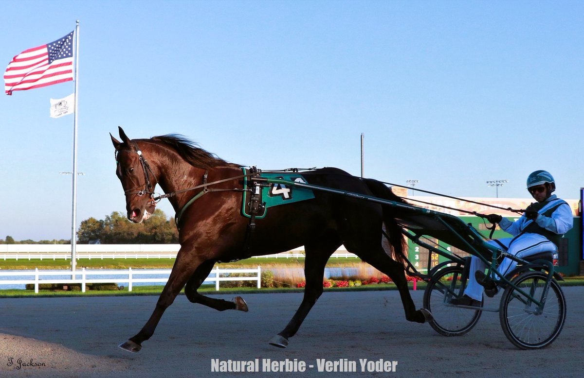 hoosiernations's tweet photo. #OTD 2010 Natural Herbie (Here Comes Herbie/Ljanearl) foaled
$1,000,000 + in earnings
3x ISS Champion
2014 Vincennes Invitations https://t.co/doKba8bpRK
2014 International Trot Preview in WR 2:24.4 for 1 1/4 mile https://t.co/GN5bxb6ddi
#RaceLikeAHoosier #IndyBred #IndianaLegend https://t.co/OW2LpSJimL