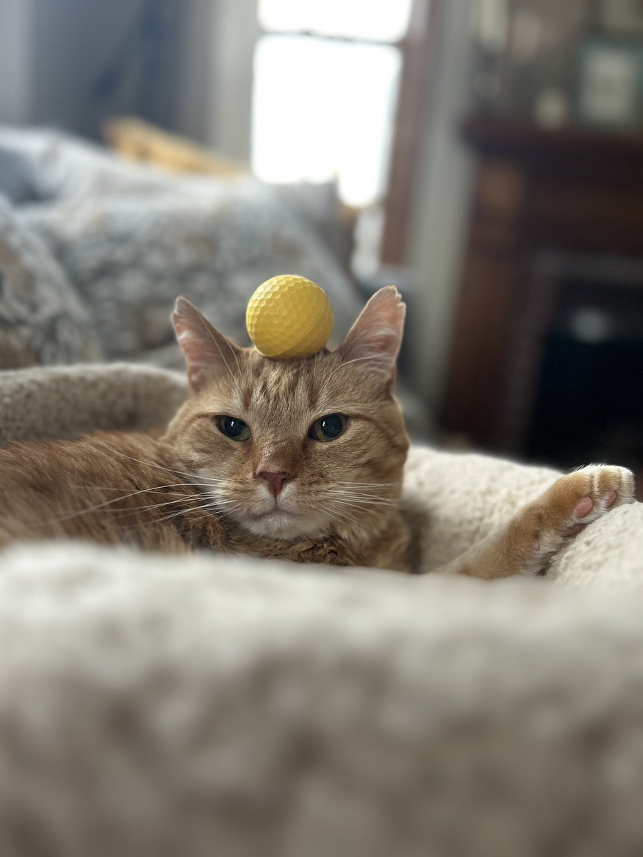 ColleenAkins's tweet photo. Cat https://t.co/M4PSldWxvQ