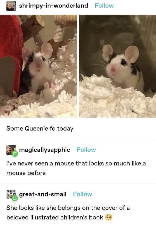 WholesomeMeme's tweet photo. https://t.co/AFGmovQDs9