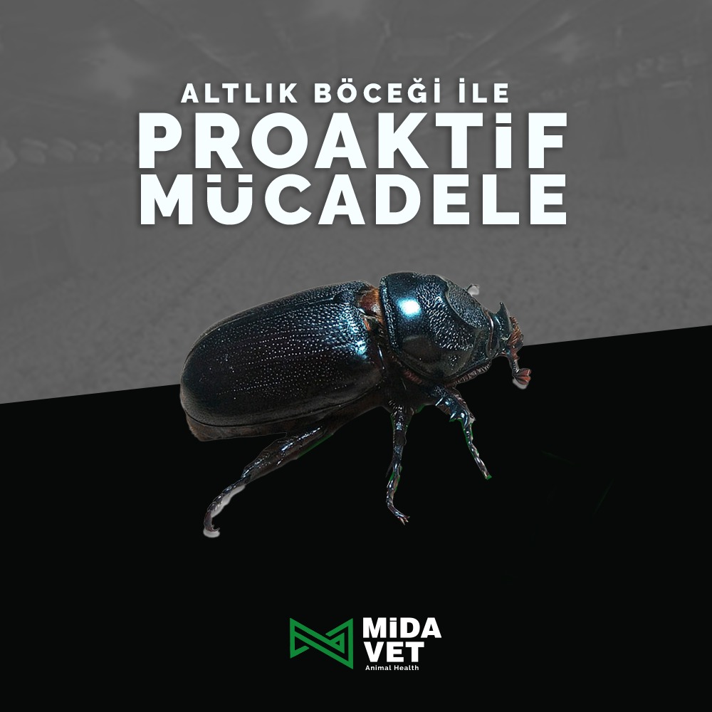 MidavetHS's tweet photo. Altlık böceği 30'dan fazla kanatlı hastalığının vektörüdür. Yarattığı riskler göz önüne alındığında aktif mücadele kaçınılmaz bir gerekliliktir. Peki siz bu konuda nasıl bir yol izliyorsunuz?

https://t.co/Ie5MVSqQiR

#midavet #hayvansağlığı
#biyogüvenlik https://t.co/ND8jB4Ib7b