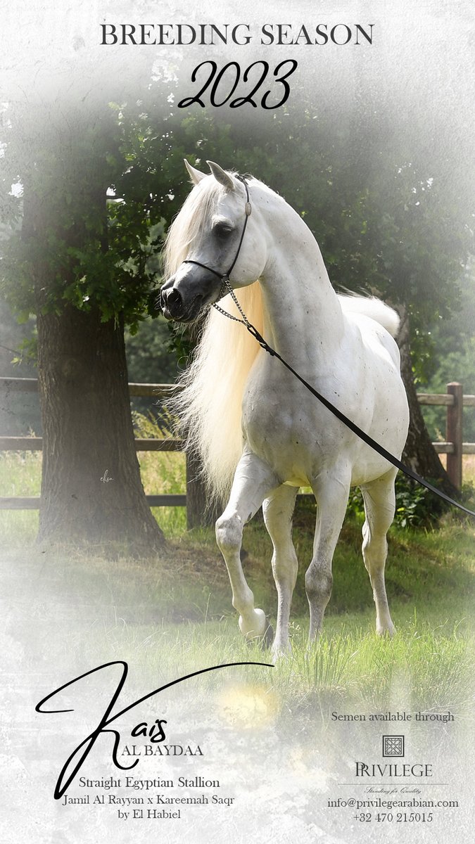 ArabianEssence's tweet photo. Breeding Season 2023
Kais Albaydaa (Jamil Al Rayyan x Kareemah Saqr by El Habiel)

#PrivilegeSFQ #breedingseason #2023breedingseason #kaisalbaydaa #jamilalrayyan #kareemahsaqr #elhabiel https://t.co/CDOOzQhzSZ