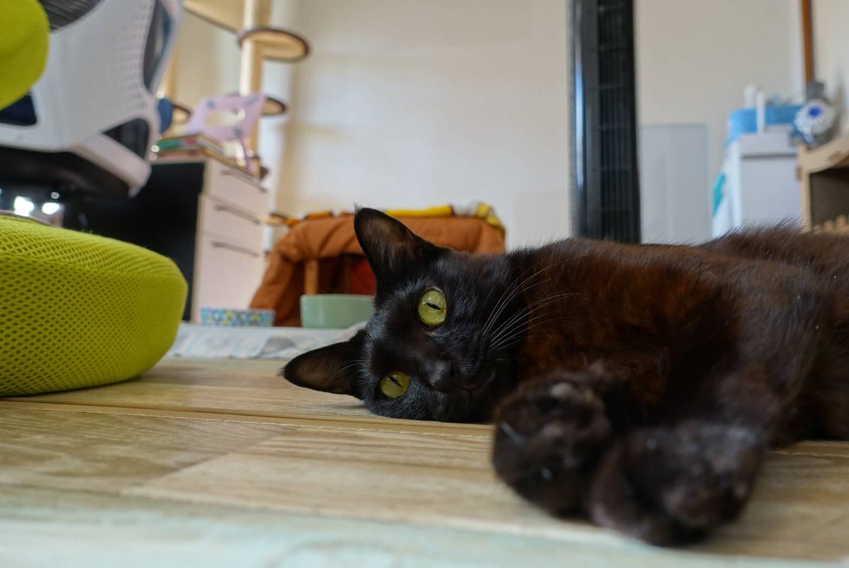 猫氏のことを

ねきょ！
きょんちゃん！
きょっち！！
くろもち！
ぴょんきち！！！

と呼んでるが
本名は あんこ https://t.co/9QEte3SX5h