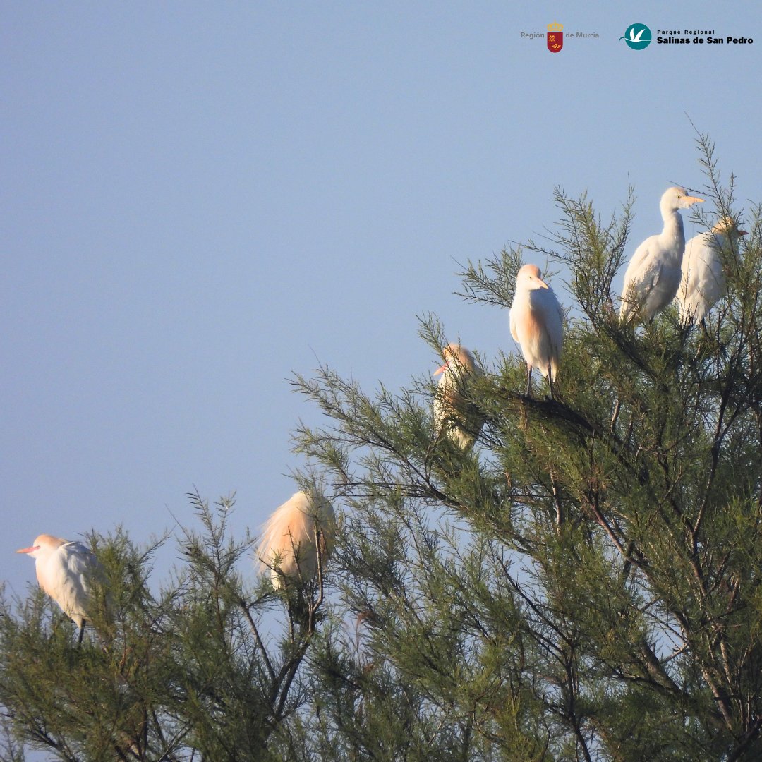 SalinasSPedroPR's tweet photo. 🐦 🐦 Los #Moritos y varias especies de #Garzas han vuelto a instalarse en el carrizal y tarayal de la entrada de #SalinasSPedroPR 🌾 🌳
Estas semanas son continuas sus idas y venidas con ramas en el pico para fabricar sus nidos 🥚 🐣 ❤️
¡No te lo pierdas! 👀 https://t.co/mX9FG8FPrk