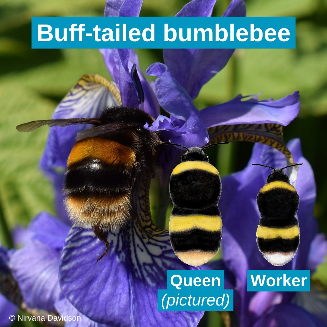BumblebeeTrust's tweet photo. May is here and so are the Big Eight 🎱🐝 #BumblebeesAreBack

These are four of the most common species across lowland Britain. What bumblebees have you seen recently?

🔎 Identify bumblebees with our FREE 'What's that bumblebee' app 👉🏽 
https://t.co/sMktJl648v https://t.co/rV2hI66AuK