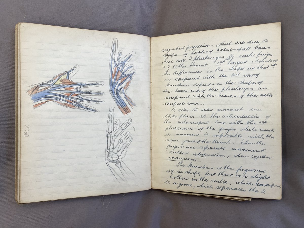 BHAandM's tweet image. Zita Stead (1904-1986) trained as an artist and worked at St Bartholomew&apos;s Hospital. First in the Department of Anatomy, then in clinical units recording surgeries and pathological specimens. This is her anatomy notebook from art school 1924/5

#NotebookDay #Illustration