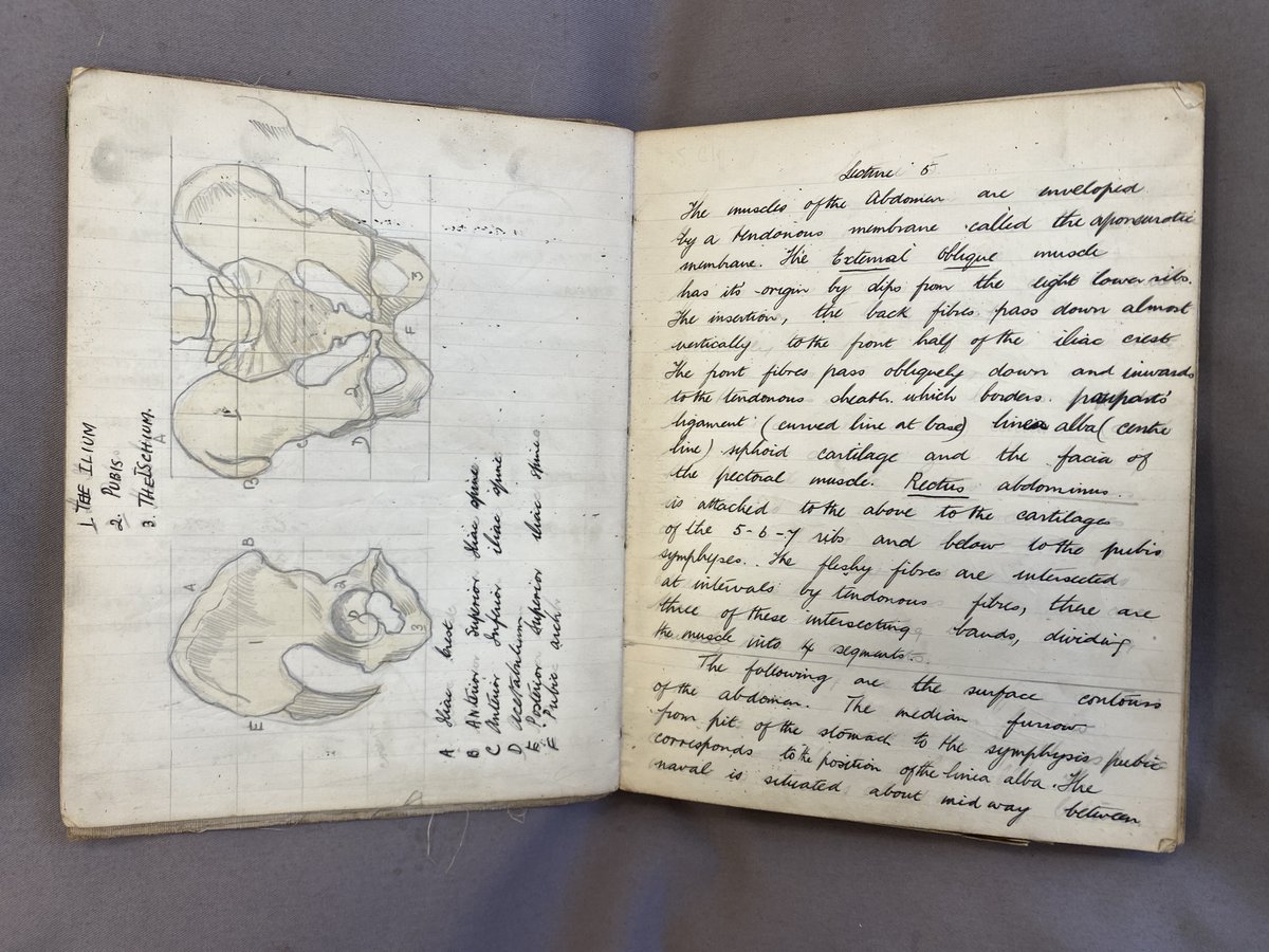 BHAandM's tweet image. Zita Stead (1904-1986) trained as an artist and worked at St Bartholomew&apos;s Hospital. First in the Department of Anatomy, then in clinical units recording surgeries and pathological specimens. This is her anatomy notebook from art school 1924/5

#NotebookDay #Illustration