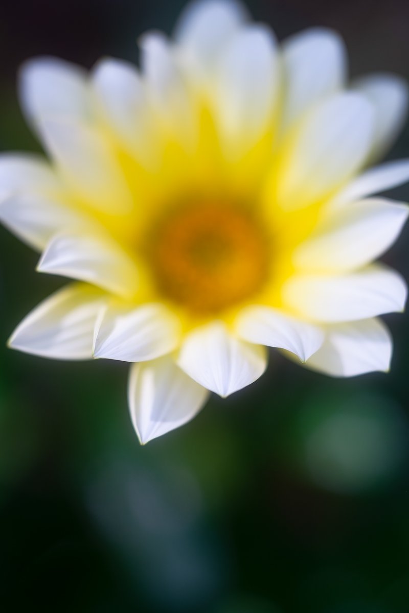 kishindesign's tweet photo. FUJIFILM X-E1
VEB PENTACON auto 50mm F1.8 MULTI COATING
#fujifilmXE1 #pentaconAuto50mmF18 #オールドレンズ #ペンタコン https://t.co/mGPoFGHSds