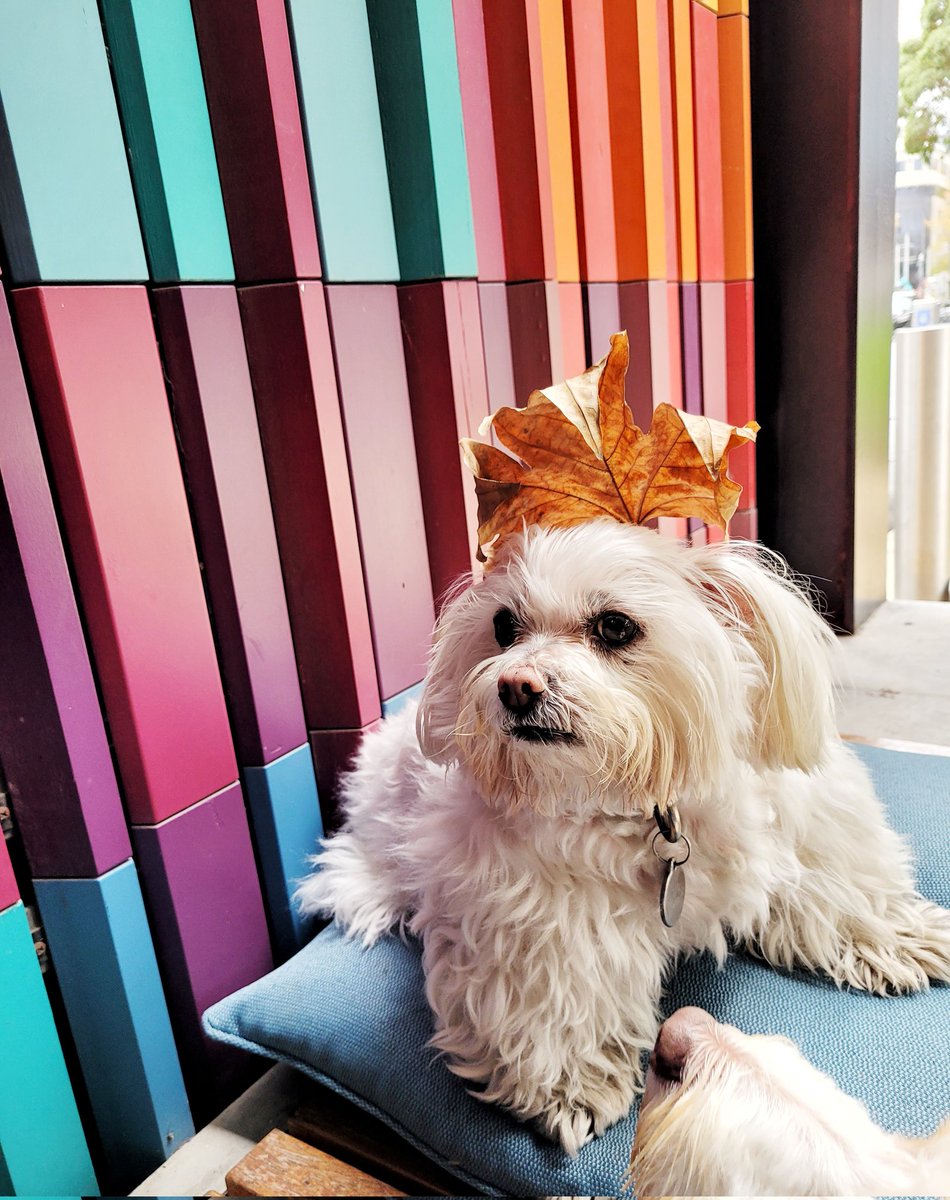 Made poor Tao pose with a giant leaf on her head; it took a few shots but think this is the winner #MeAndMyTao #Maltese #CuteDogs #DogsofMelbourne #DogsofTwitter