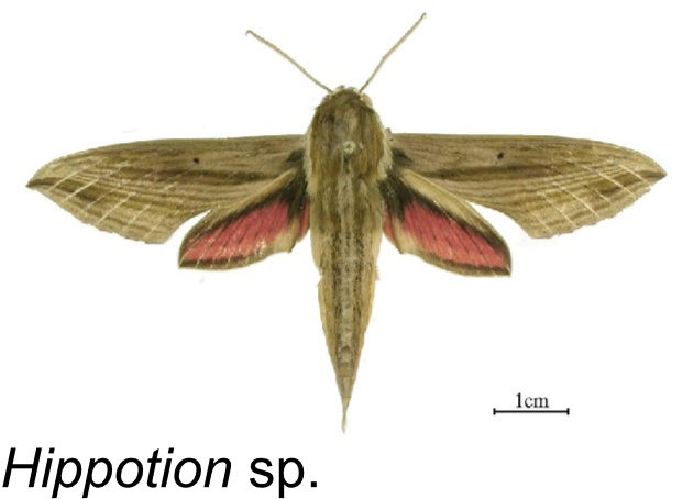 Ross69861149's tweet photo. Finding some really cool insects in different parts of #SouthAfrica! Including the vector for African Horse Sickness (Culicoides pycnostictus) and a long-tongued fly (Philoliche sp.)! Excited what we are still going to find! #biodiversity #pollinators #Science #insect https://t.co/SCrfzk1h61
