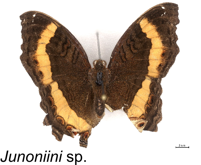 Ross69861149's tweet photo. Finding some really cool insects in different parts of #SouthAfrica! Including the vector for African Horse Sickness (Culicoides pycnostictus) and a long-tongued fly (Philoliche sp.)! Excited what we are still going to find! #biodiversity #pollinators #Science #insect https://t.co/SCrfzk1h61