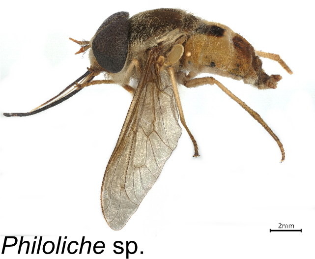 Ross69861149's tweet photo. Finding some really cool insects in different parts of #SouthAfrica! Including the vector for African Horse Sickness (Culicoides pycnostictus) and a long-tongued fly (Philoliche sp.)! Excited what we are still going to find! #biodiversity #pollinators #Science #insect https://t.co/SCrfzk1h61