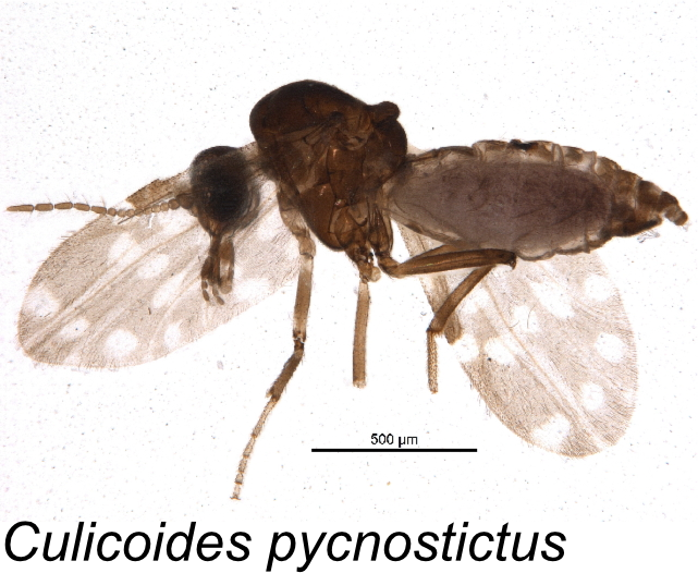 Ross69861149's tweet photo. Finding some really cool insects in different parts of #SouthAfrica! Including the vector for African Horse Sickness (Culicoides pycnostictus) and a long-tongued fly (Philoliche sp.)! Excited what we are still going to find! #biodiversity #pollinators #Science #insect https://t.co/SCrfzk1h61