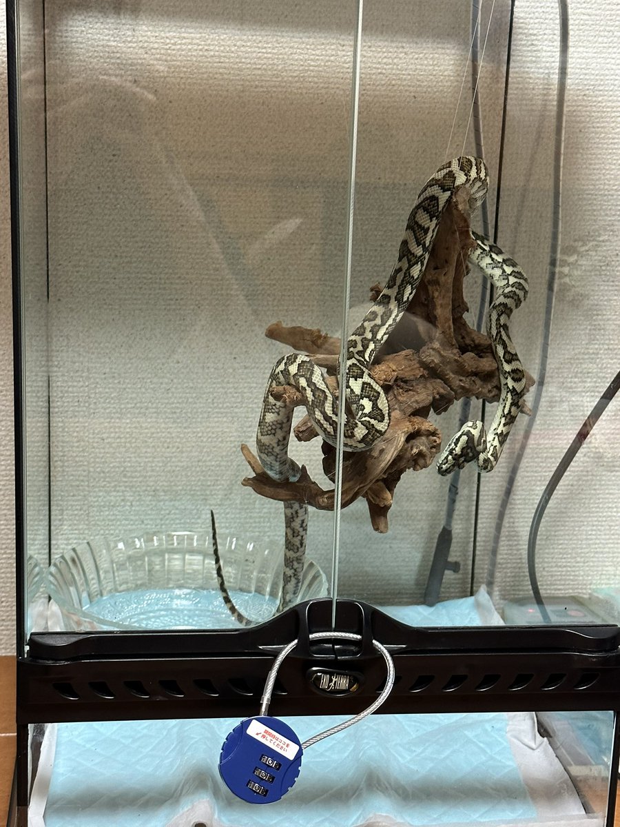 cuoraspilota_30's tweet image. ついにハイポカーペットパイソンをお迎えしました。どのような色合いになるのか成長が楽しみです。カーペット界隈の方々宜しくお願い致します。
#カーペットパイソン
#ハイポカーペットパイソン
#carpetpython
#moreriaspilota
#デンドロパーク東京原宿店