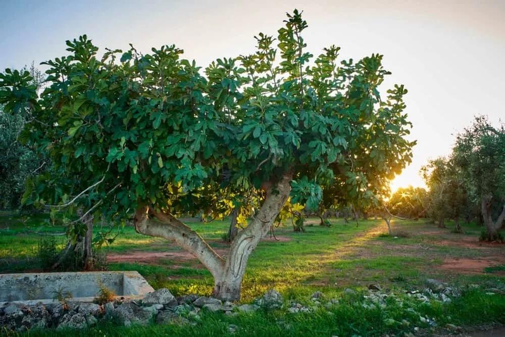 RadJoyHardTimes's tweet photo. How would a fig tree regard a sudden catastrophic death of bats? Novelist Elif Shafak imagines in this week's Radical Joy Revealed.
https://t.co/EhHkNVgGQJ https://t.co/IemOelmQZQ