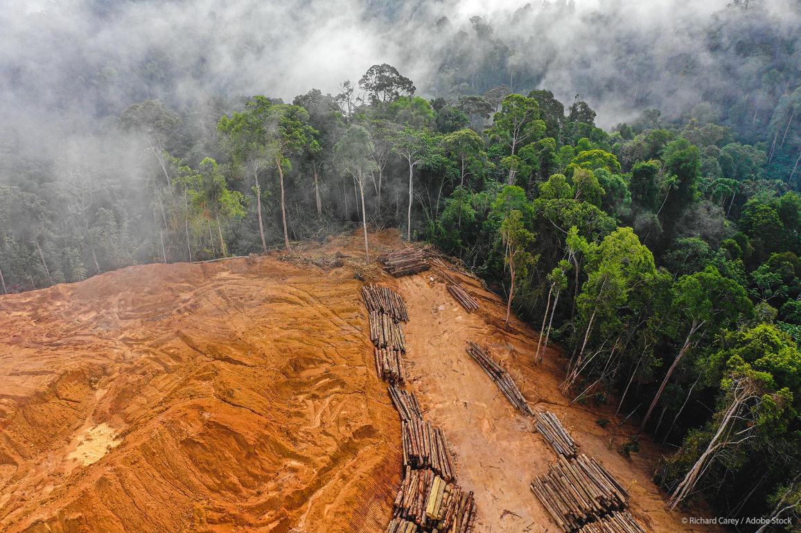 An area larger than the EU was lost to deforestation between 1990 and 2020 ©AdobeStock Richard-Carey