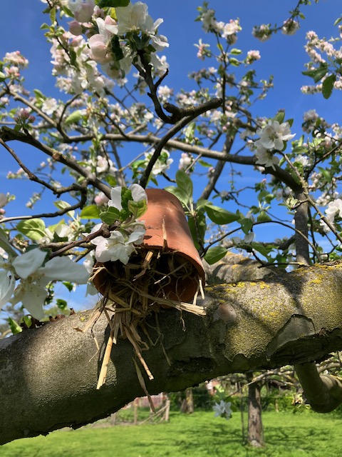 Hou bladluizen in je (fruit)bomen onder controle met oorwormpotjes. Geen #insecticide of #bstrijdingsmiddel nodig.