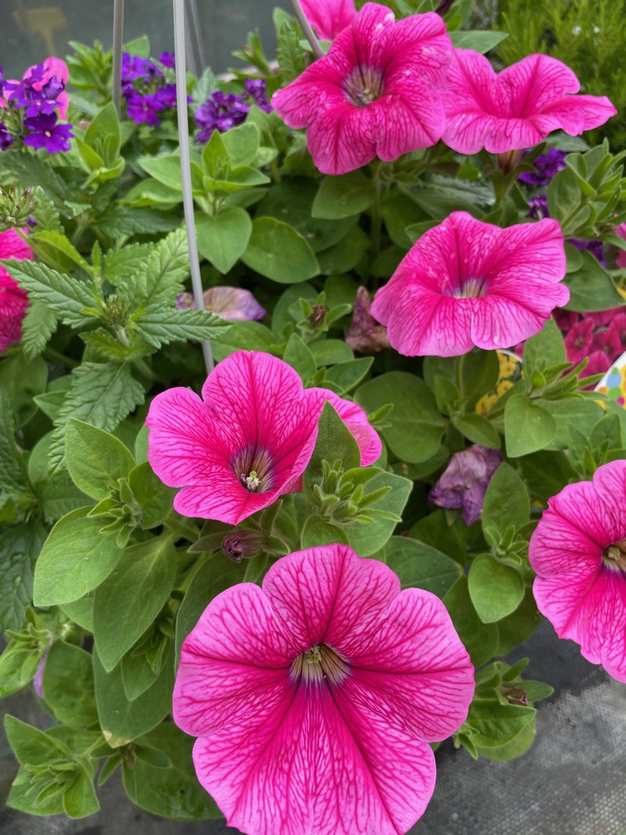sempervirens13's tweet photo. 20% off plants today, Thursday &amp; Friday Whoop!  Whoop!
We have some beautiful hanging baskets only £20.50 before discount so you will only pay £16.40 each.
Don’t miss out on this amazing deal while stock last
#Sempervirens #Twickenham #Whitton #Hounslow #Teddington #Sunbury https://t.co/sP8prhkxek