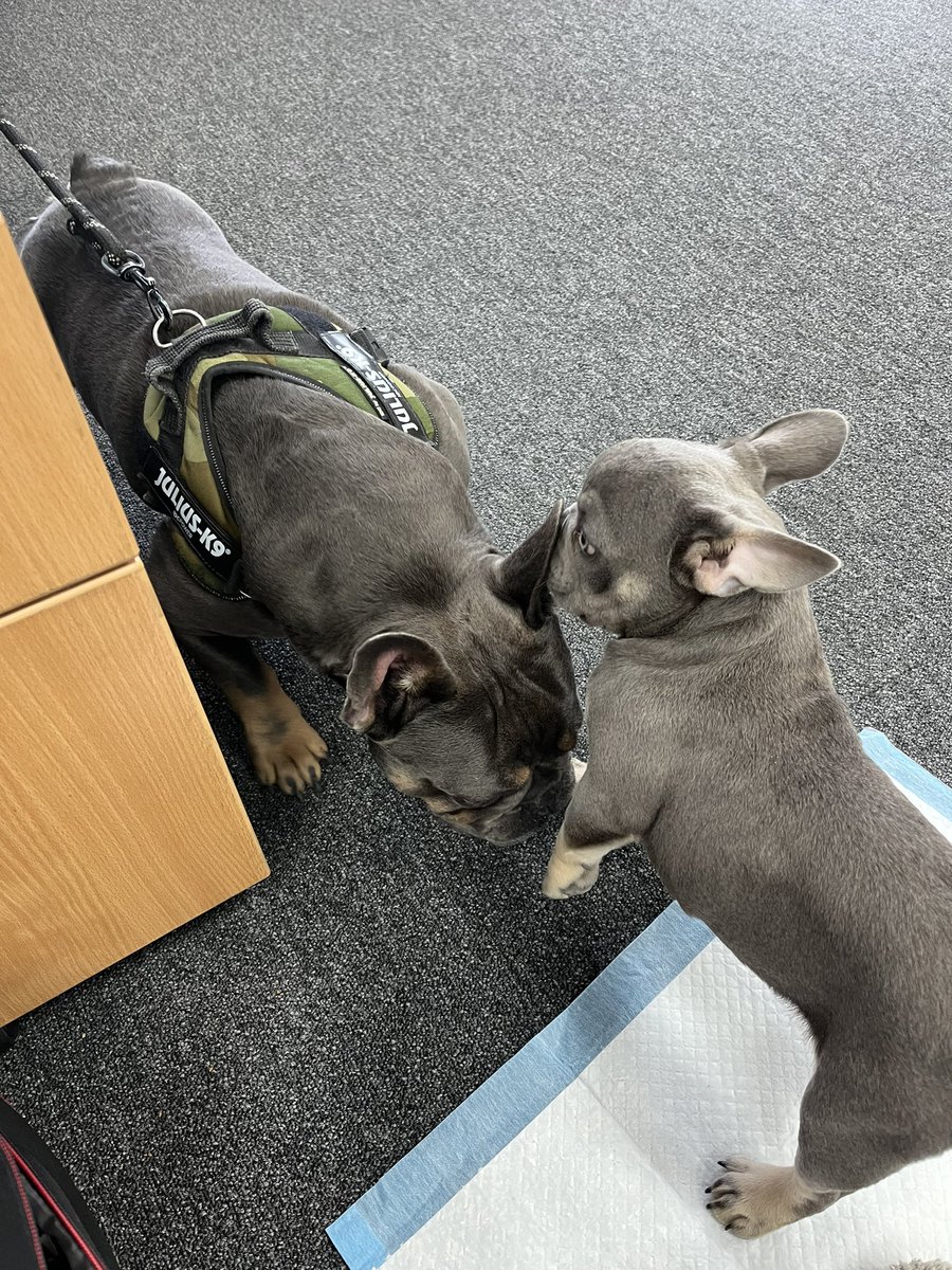 CDTGroupLtd's tweet photo. Look who is in the office today! Possible new best friends here

#officedogs #office #frenchbulldog #print #officesolutions #printers #workfun #dog #RoccoandHugo #puppy #pupdate https://t.co/d8eHIN1jW4