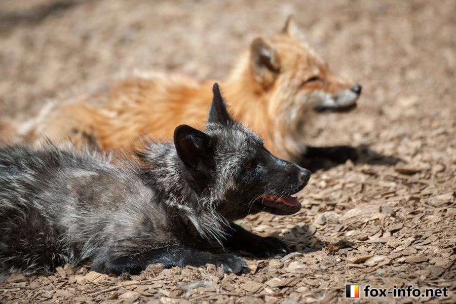 fox_info_net's tweet photo. ギンちゃん暑そうね🦊💦
 #蔵王キツネ村 https://t.co/kL6ZQhmmvb https://t.co/eNFMYjS0df