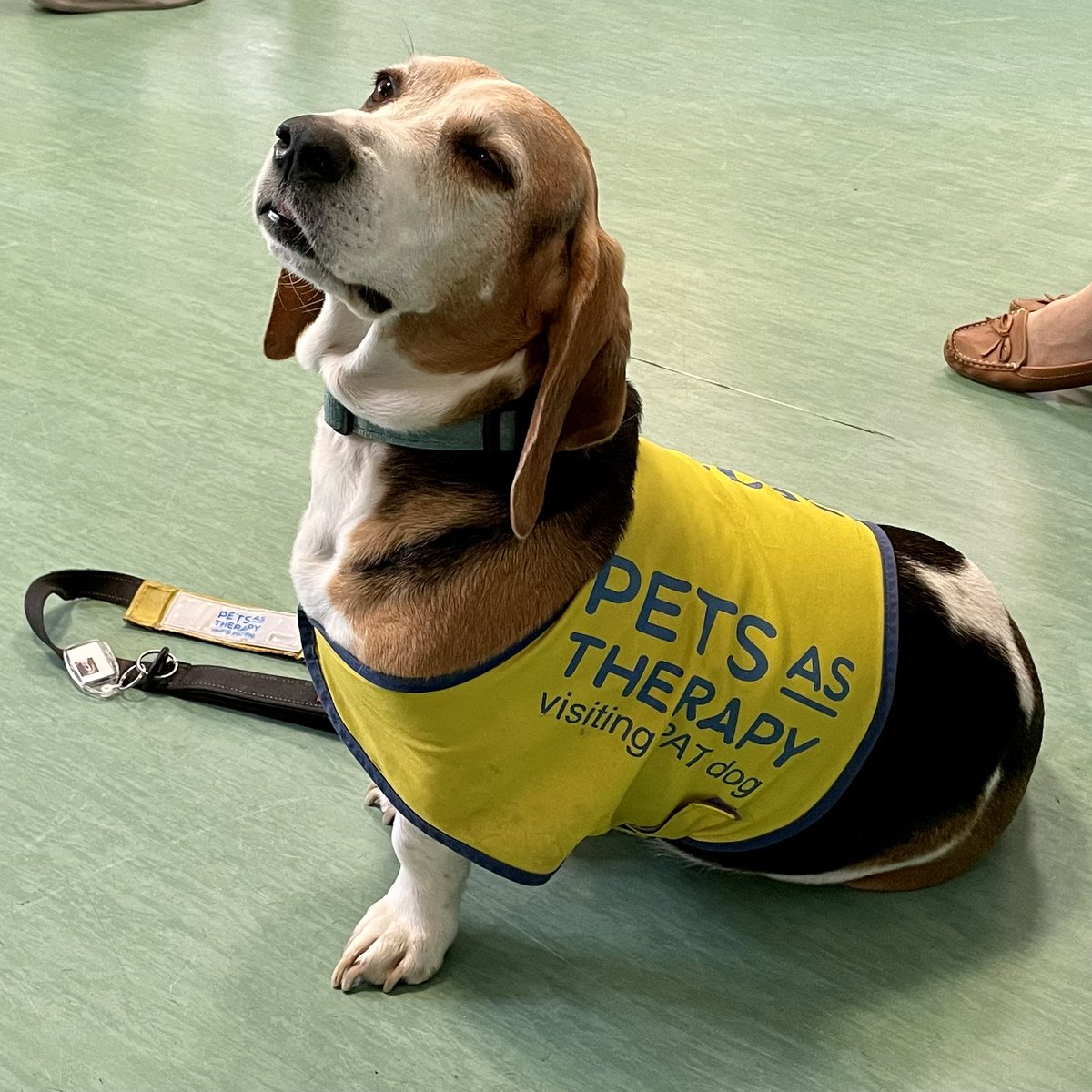 Late_Red's tweet photo. Bojangles, the delightful @PetsAsTherapyUK beagle paying me (and everyone else of course) a visit in Cathedral Day Unit at Kent &amp; Canterbury Hospital this morning. 

@EKHUFT https://t.co/fRh2pZXUKJ