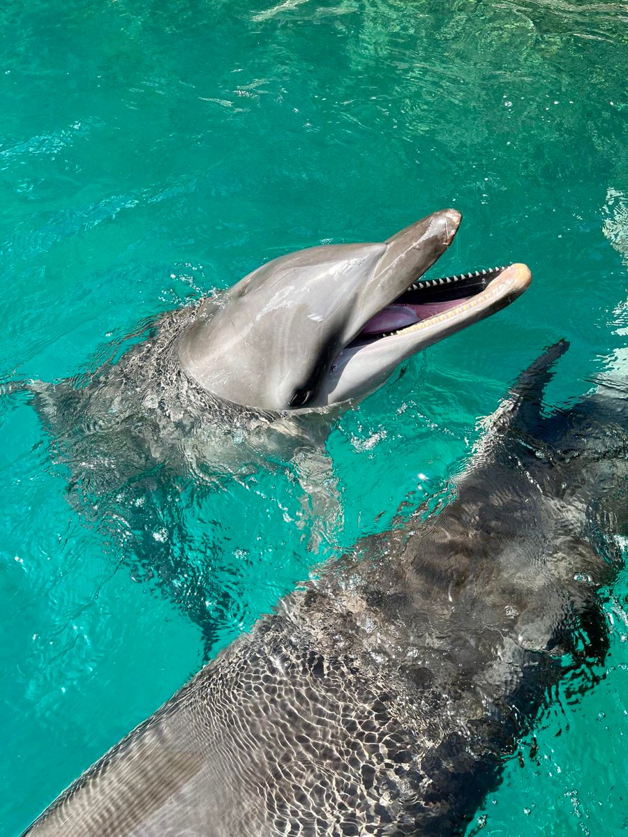 DolphinsPacific's tweet photo. 笑顔にする法則 https://t.co/zw1hmz7cL1