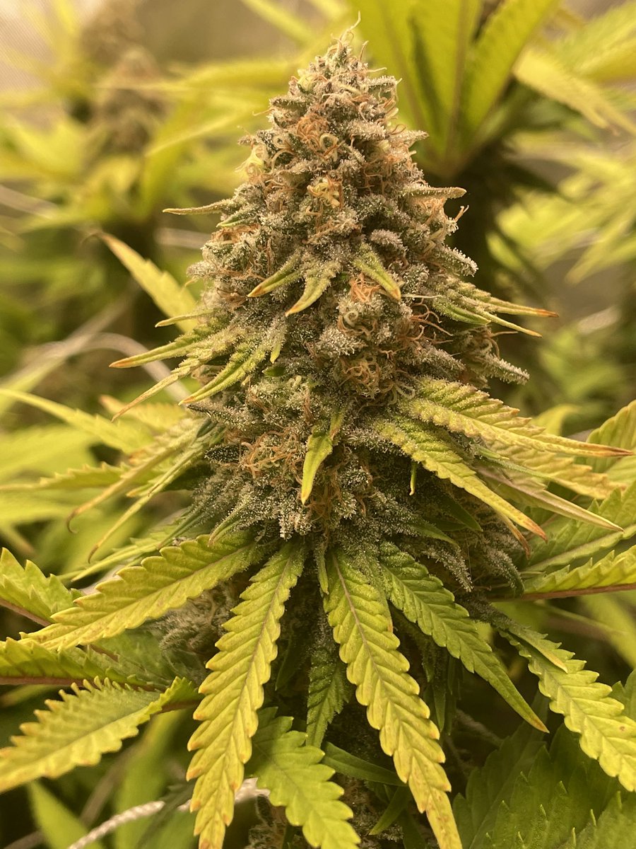 AvantGrow's tweet photo. PINEAPPLE CHUNK 🍍🌺 Day F55. Getting into the harvest window now! Here’s the plan: let them go until ~Sunday, dry the plants whole in the 2x4, re-amend soil, then dry trim and put into Grove bags/jars. These buds are dense af! 🍃💚 #growyourown #Mmemberville #CannabisCommunity https://t.co/ZMeVuKDZ9E