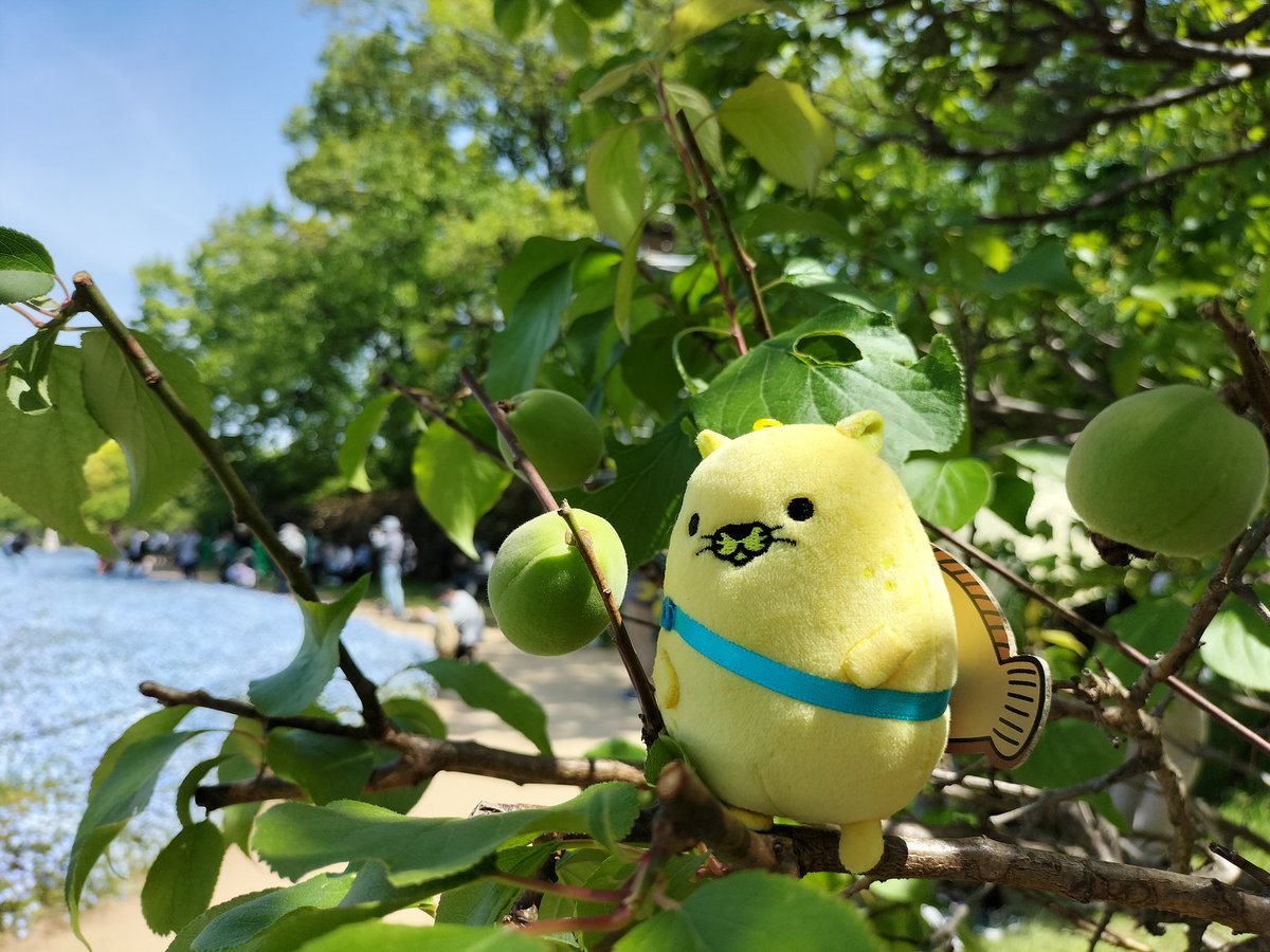 balletnekoko's tweet photo. にゃモンちゃんいつもイキイキしてますね！
#ネモフィラ　#梅　#桜 https://t.co/ipol54iLyB