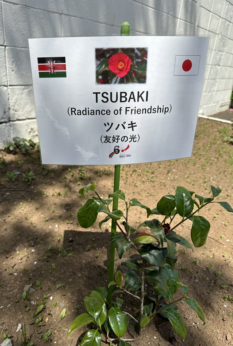 IsaacKalua's tweet image. At The Kenyan Embassy in Tokyo, Japan. The 60 years Radiance of Friendship between Kenya &amp;amp; Japan. Met with most vibrant team blooming with love for their country and it’s people. Highly recommended @ForeignOfficeKE @PSForeignKE @MFAJAPAN @StateHouseKenya #FromPlanToAction #Japan…