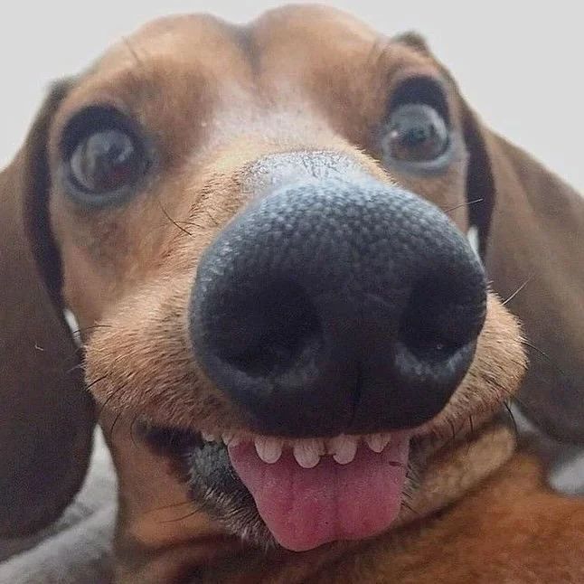 Alyssa_Anna19's tweet photo. #dachshund #dachshundsotwitter #dachshundlove #dachshundpuppy #dachshundoftheday #miniaturedachshund #minidachshund #dachshunds #dachshundappreciation #dachshundlife #dachshundsonly #dachshund_love #dachshunddaily #dachshund_world https://t.co/zaHgFzmG1i