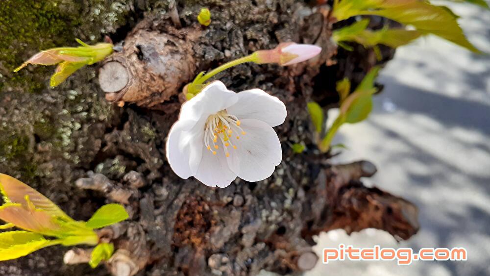 ぴて｜万博行きたいクラゲ✩°̥࿐＊*PITELON°☽。❅°゜.❆🐱 tweet media