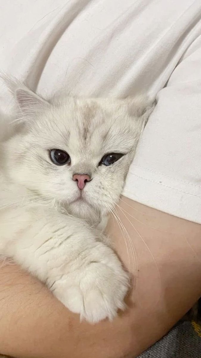 BestForPets4's tweet image. Long day at work? Come home and give your furry friend a big hug! 🤗🐱 #catlovers #catsrule #petsarefamily&quot;