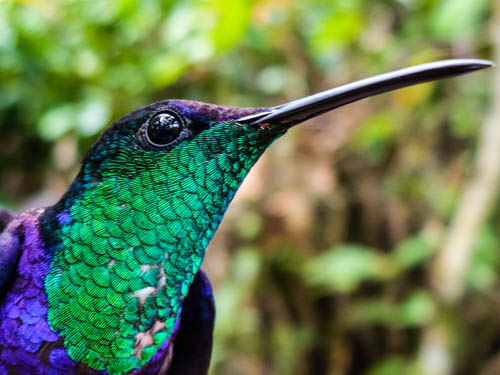 CocoboloNature's tweet photo. A beautiful close up of a male violet-crowned Woodnymph, a species of hummingbird we often find at Cocobolo. 
#animals #wildlife #rainforest #conservation #wildlifephotography #conservationcharity #cocobolo #cocobolonature #birds #birdwatching #naturetourism #cocobolonaturereserv https://t.co/eaOTFjTFeJ