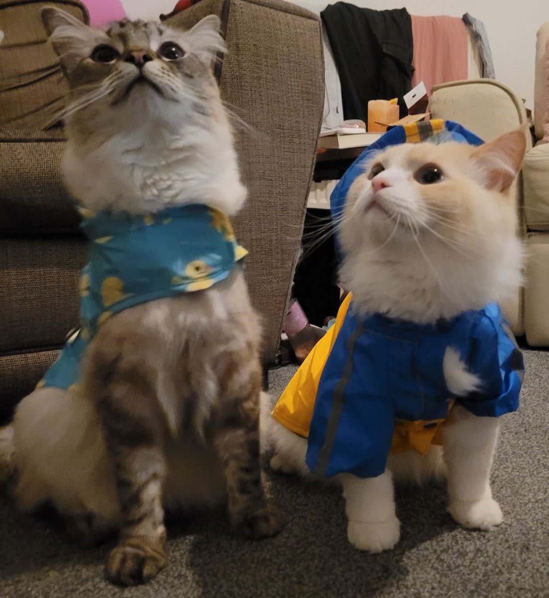 hunt_saskia's tweet photo. I’m obsessed- look at them in their little coats https://t.co/YEa3UDZksB