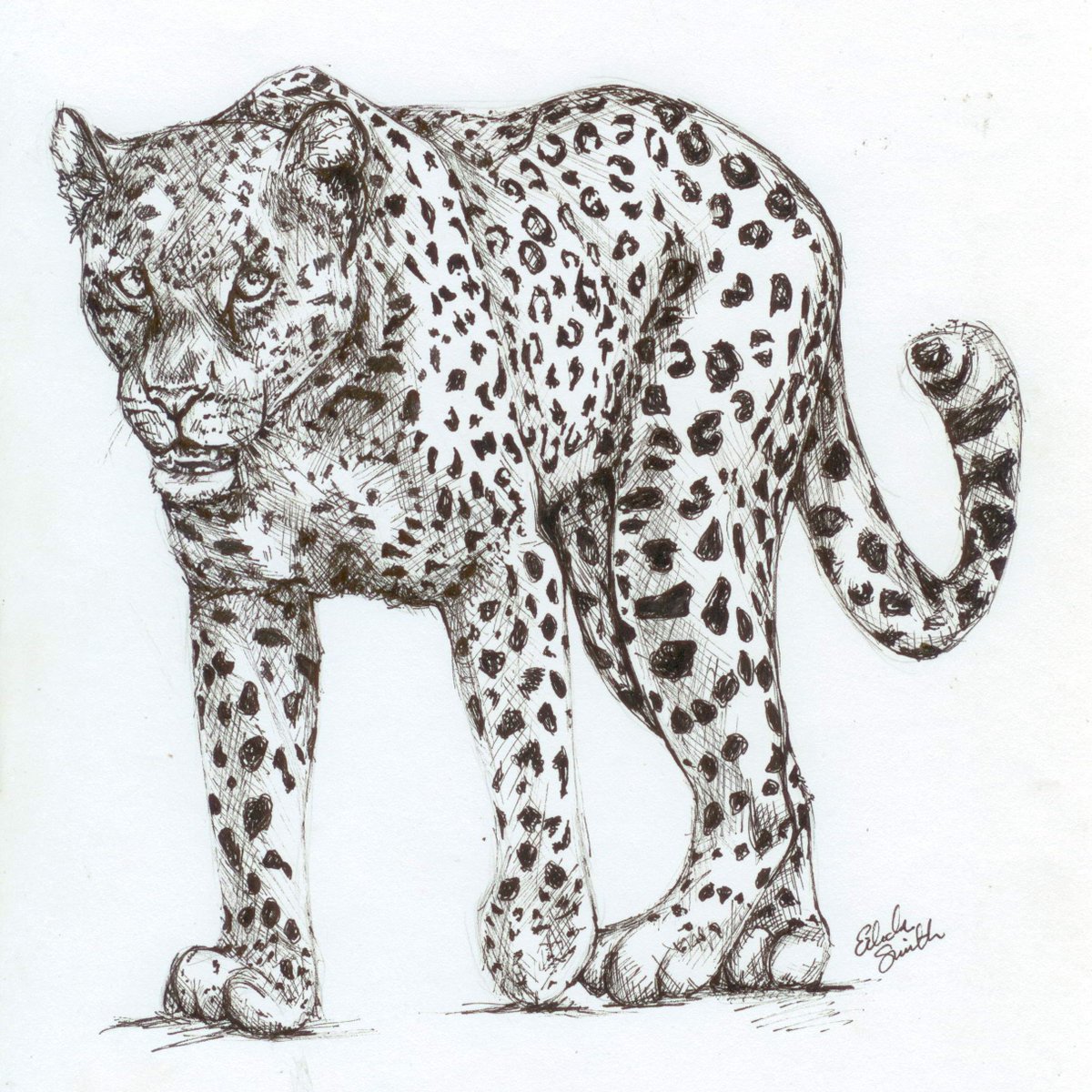 It's #InternationalLeopardDay and since my photography of these amazing but elusive animals is very poor, here's a picture I drew of one instead. Find out more at internationalleopardday.org <a href="/JamieMcKaughan/">Jamie McKaughan</a>