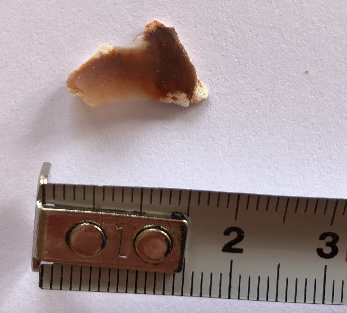 Mesolithic Deeside tweet media