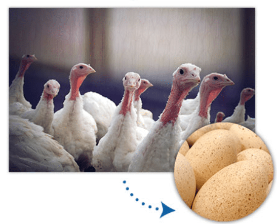 Turkey breeder to build $58-million hatchery in Goldsboro - ncconstructionnews.com/turkey-breeder… Carolina Construction News staff writer

Select Genetics, a turkey breeder, will invest $58 million to build a new turkey egg hatchery and establish turkey farms in Goldsboro.

“Our farming...