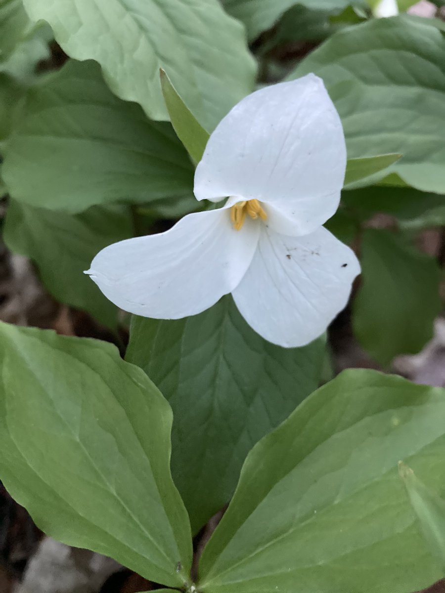 Sue_Haskell's tweet photo. It's trillium time! #SpringInOntario #Trillium #SparksOfJoy https://t.co/WIvLifchwZ