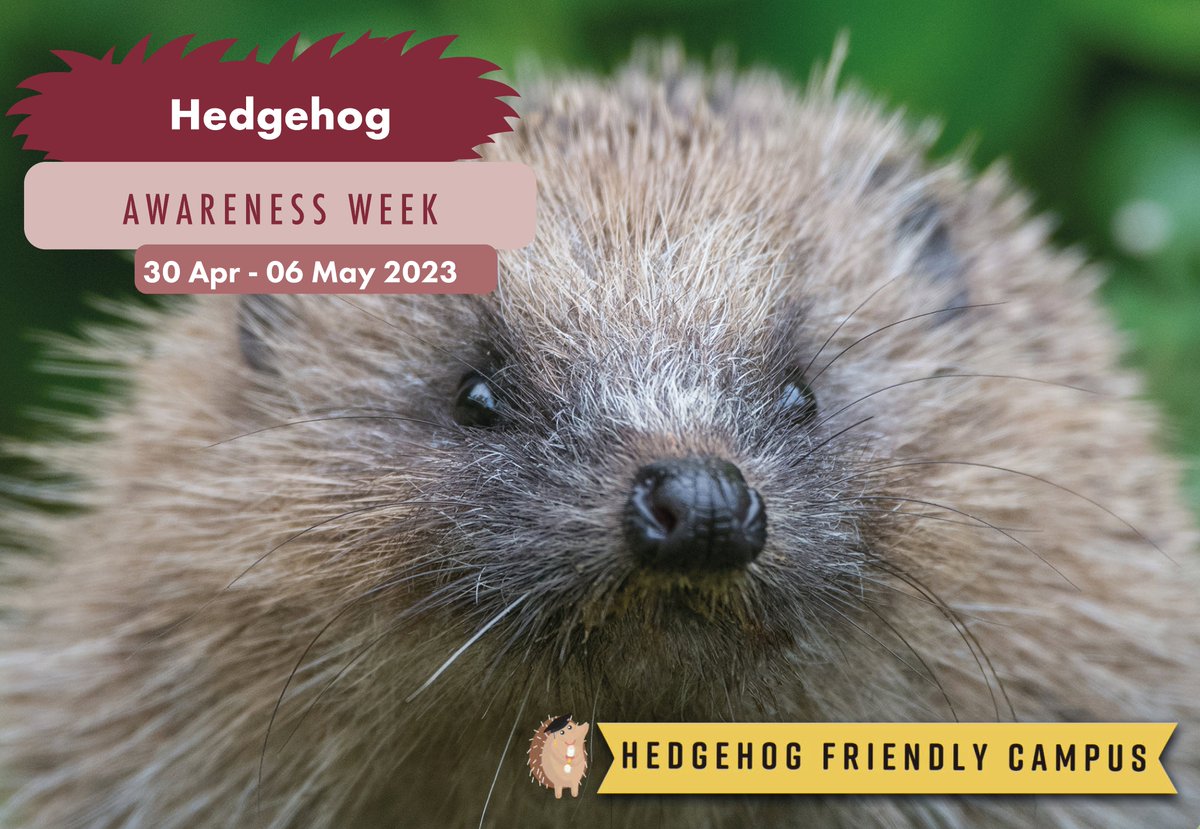 Happy #HedgehogAwarenessWeek 🦔 read about the @LivUniHedgehogs gold accredited Hedgehog friendly campus scheme and join them today for the Gardening with the Guild: Hedgehog Houses event at 2-4pm in Activity Space 6 at the @LiverpoolGuild 👉🏿 liverpool.ac.uk/sustainability…