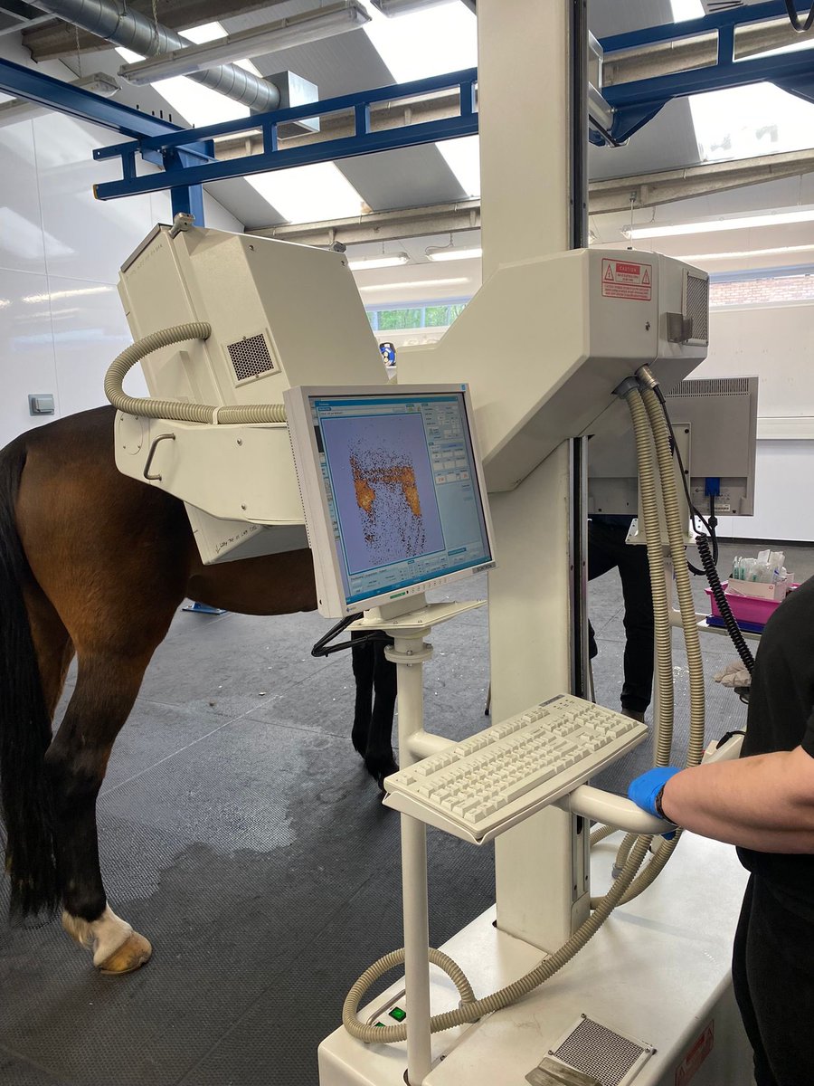 DickVetEquine's tweet photo. For Vet Nurse awareness month I had a walk around to capture and give insight into what our nurses do. They do a lot! Linda/Fiona in bone scan, Heather in MRI and Sarah/Rae in surgery with an arthrodesis. Comparison with @NHS imaging and nursing!!?🤣
#bvnauk #vnam2023 #whatVNsdo https://t.co/XwQXGMc7dJ