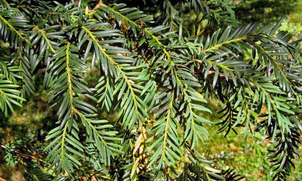 May Newsletter From Green Glen Equine Hospital - mailchi.mp/80ed162bd175/h…