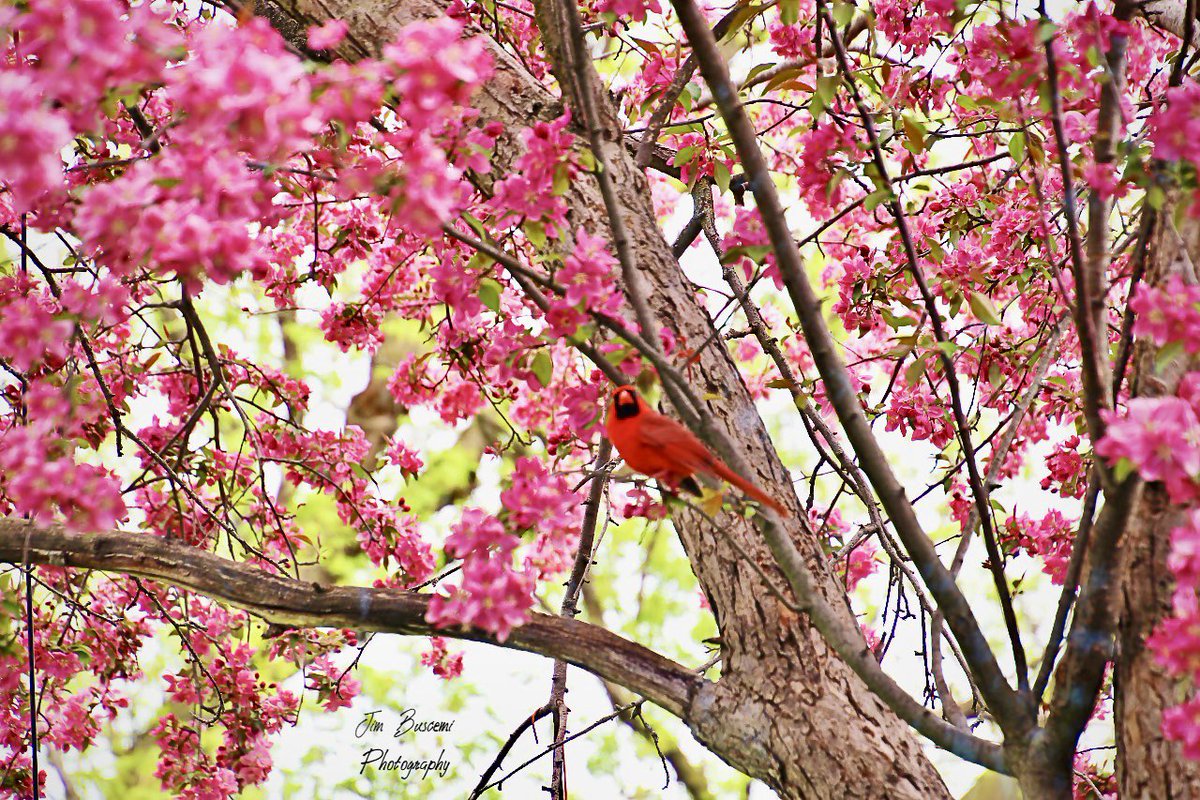 Jbusc33's tweet photo. #cardinals #birds #beauty #backyard #male #wildlife #wildlifephotography #upstateny #birdsofinstagram #birdsoftwitter #cardinalsofinstagram #shadesofred #audobonsociety #just_newyork #your_best_birds @News_8 @bhphoto @13WHAM #picturetokeep_weekly @news10nbc @shutterbugpix https://t.co/af5z3Oo5Nh