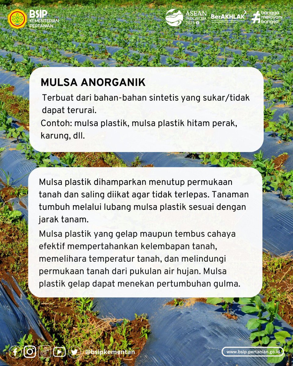 brmpkementan's tweet photo. Mulsa dapat berupa mulsa anorganik seperti plastik hitam atau perak yang biasa kita lihat, serta mulsa organik yang dapat berasal dari sisa tanaman atau bahan alami yang mudah terurai lainnya. Simak infografis untuk info selengkapnya mengenai mulsa!
#mulsa
#bsipkementan https://t.co/daZpAfAgeI
