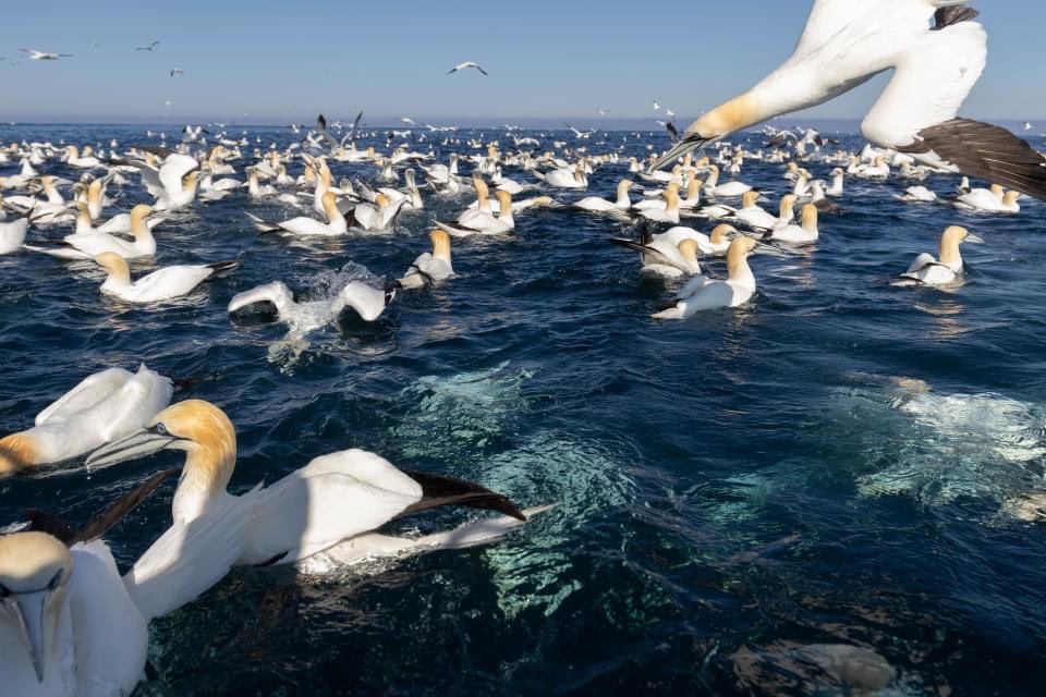 Brydon Thomason tweet media