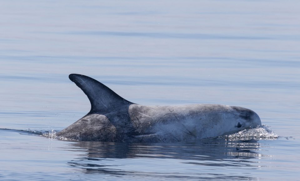 Brydon Thomason tweet media