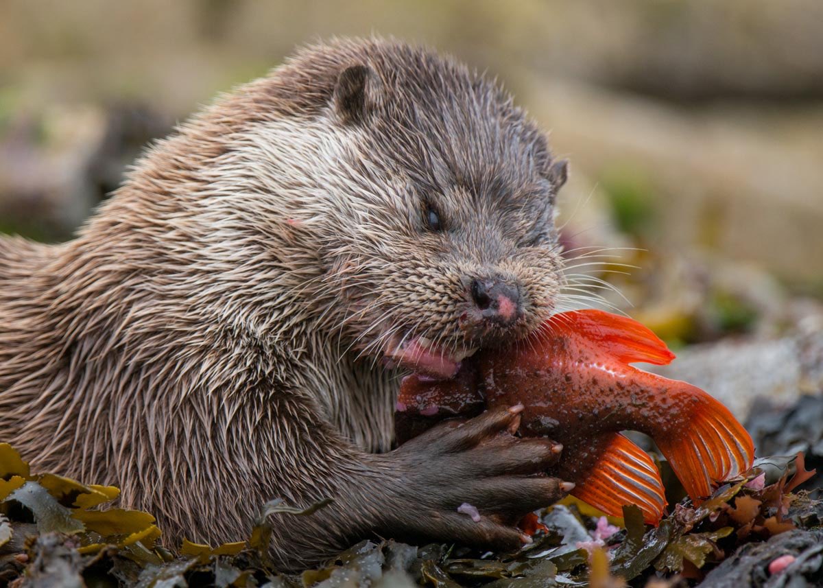 SPACES AVAILABLE- we have just a couple of places left on our NEW Late Summer Seabirds &amp; Cetaceans holiday in August. 
Features to exclusive marine wildlife charters with <a href="/ShetlandTours/">Shetland Seabird Tours • The Noss Boat</a> 
More at shetlandnature.net/holidays/shetl…