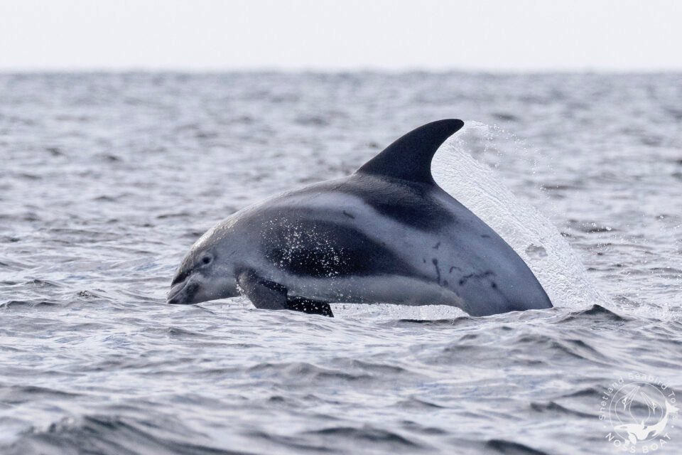 Brydon Thomason tweet media