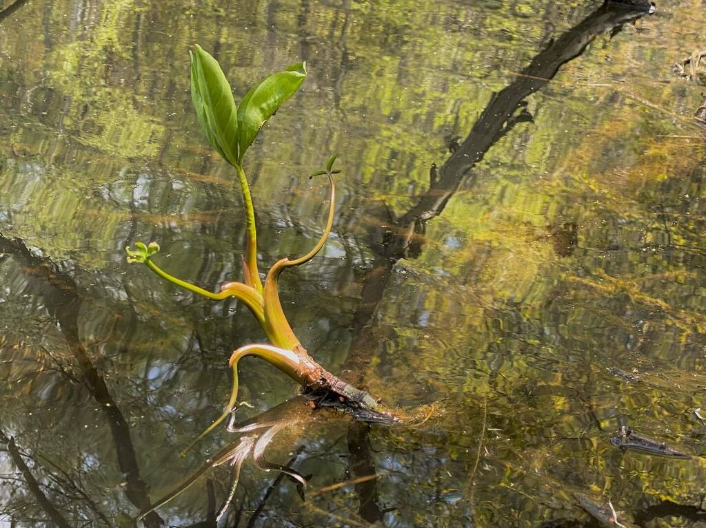 Shingo Potier ポチエ真悟 tweet media
